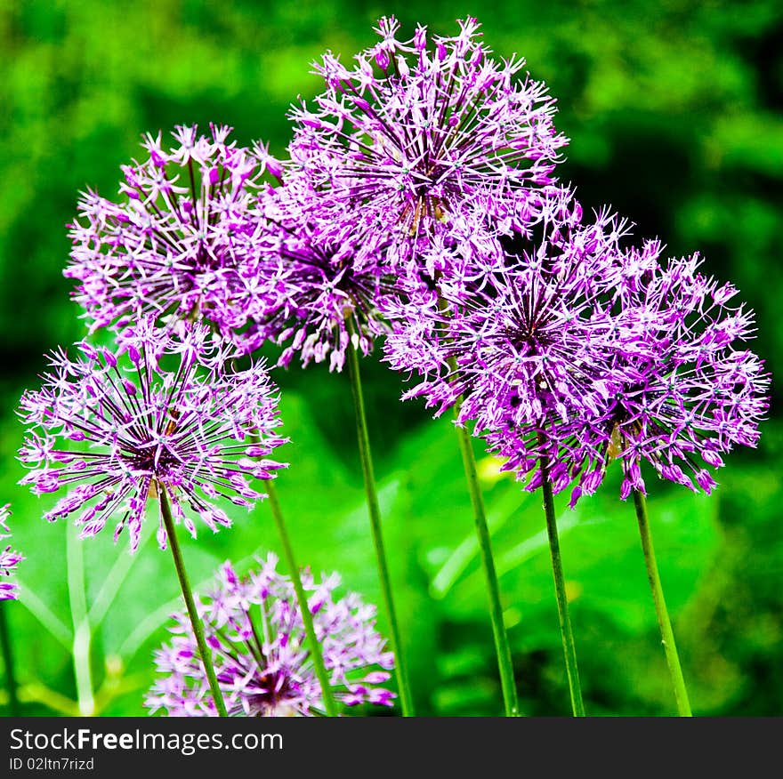 Blue sphere flowers on green background