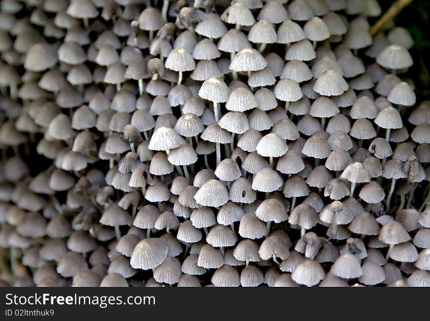 Couple Of Grey Mushrooms