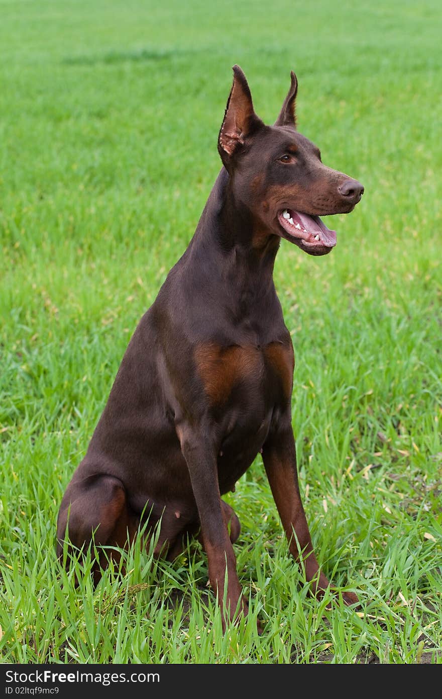 Young brown doberman sitting on the green grass. Young brown doberman sitting on the green grass