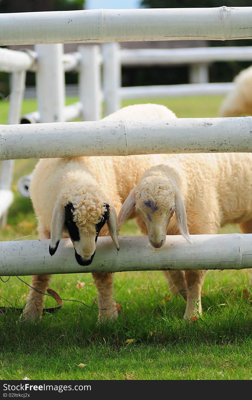 Two sheeps put their head out of the fence