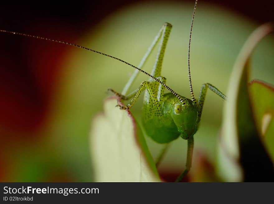 Grasshopper with big antennae on the leaf