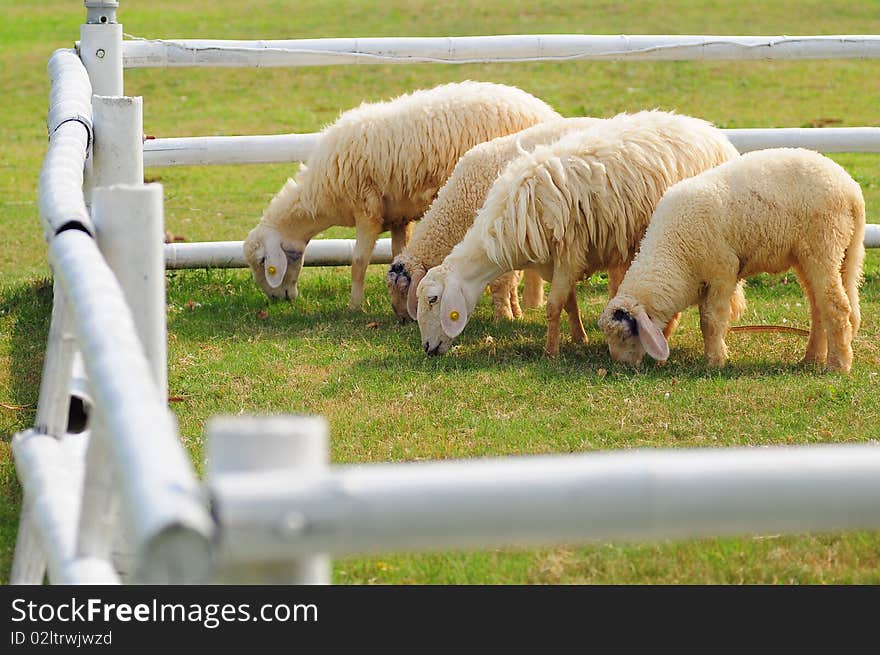 4 sheeps inside wodden fence eating grass