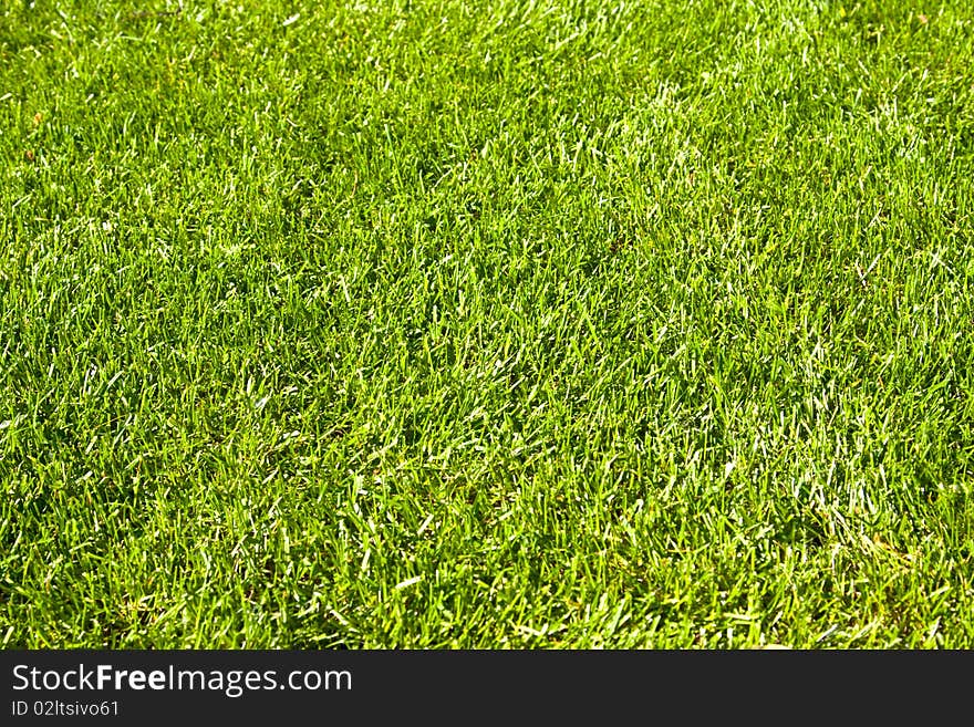 Green grass field