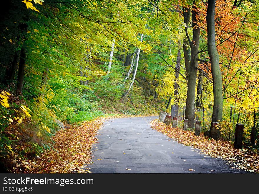 The road through the autumnal park