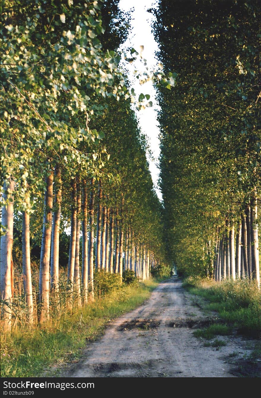 A path in the woods, northern Italy