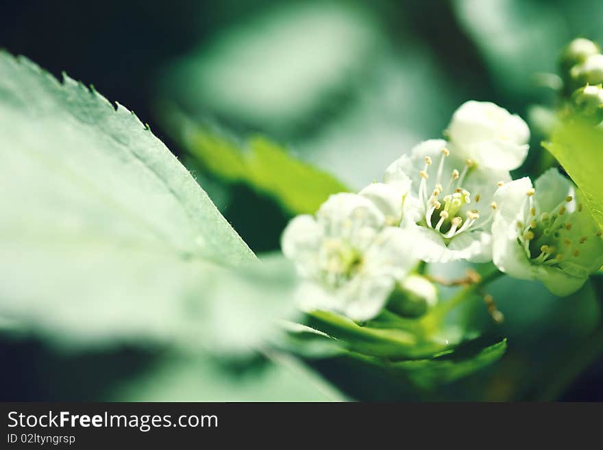 Apple-tree flowers, Small depth of sharpness