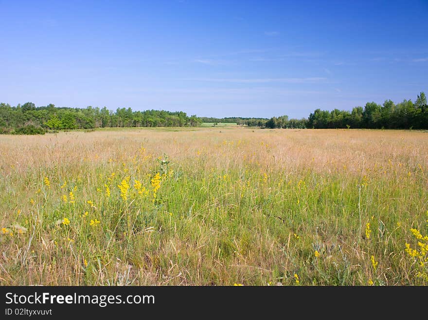 Summer landscape in contrasting colors