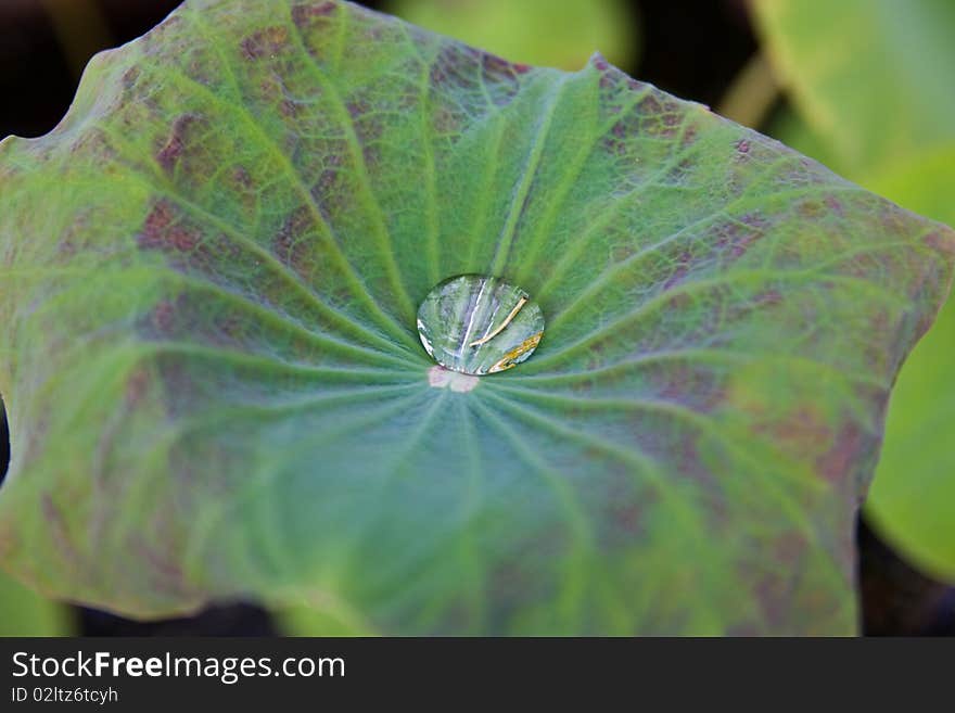 A dropping on lotus leaf at a buddhist temple. A dropping on lotus leaf at a buddhist temple