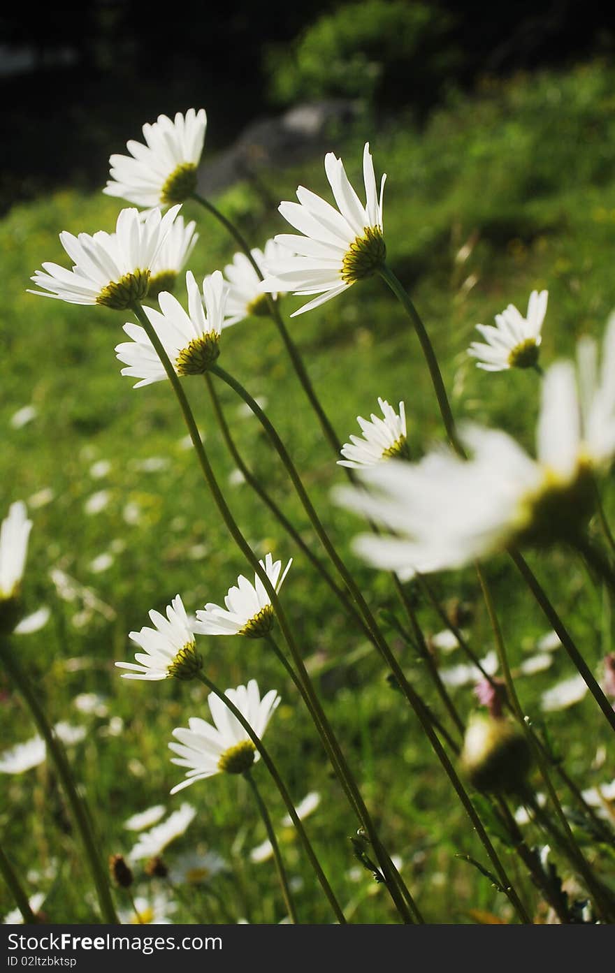 Beautiful chamomile flowers in a summer meadow. Beautiful chamomile flowers in a summer meadow