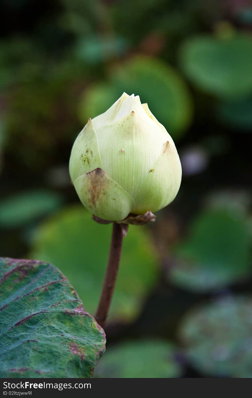 Image of Lotus Leaf