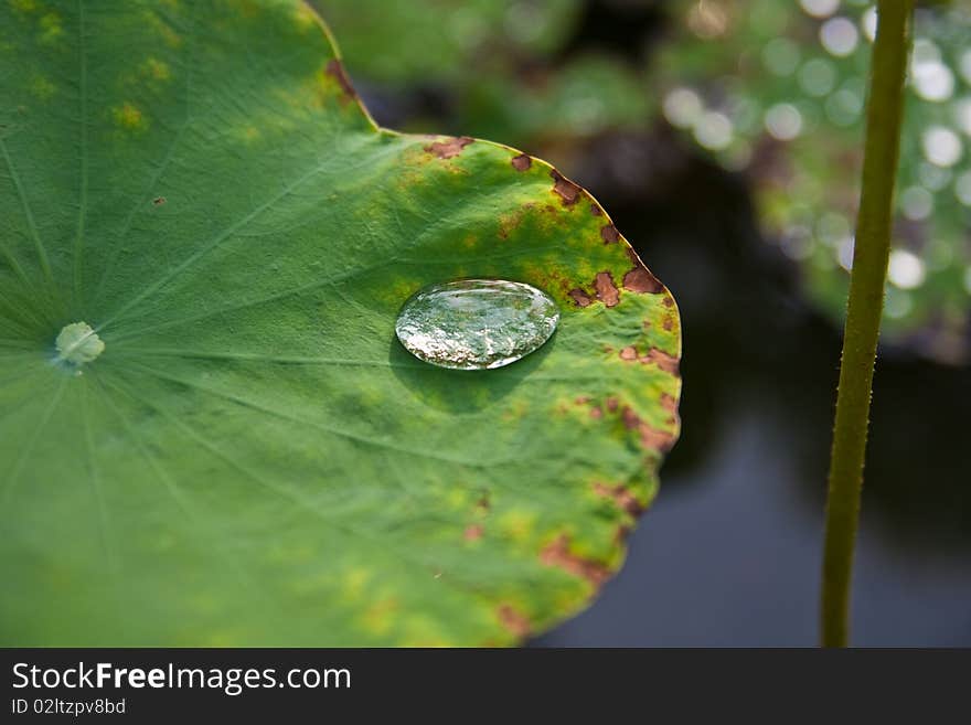 A dropping on lotus flower at a buddhist temple. A dropping on lotus flower at a buddhist temple