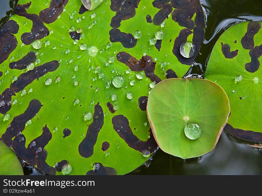 Droppings on lotus flower at a buddhist temple. Droppings on lotus flower at a buddhist temple