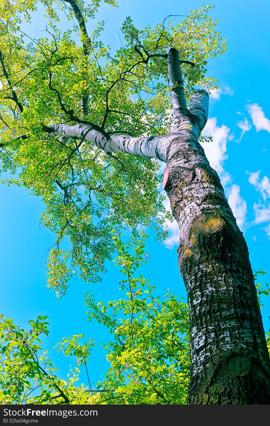 Tree canopy in spring time