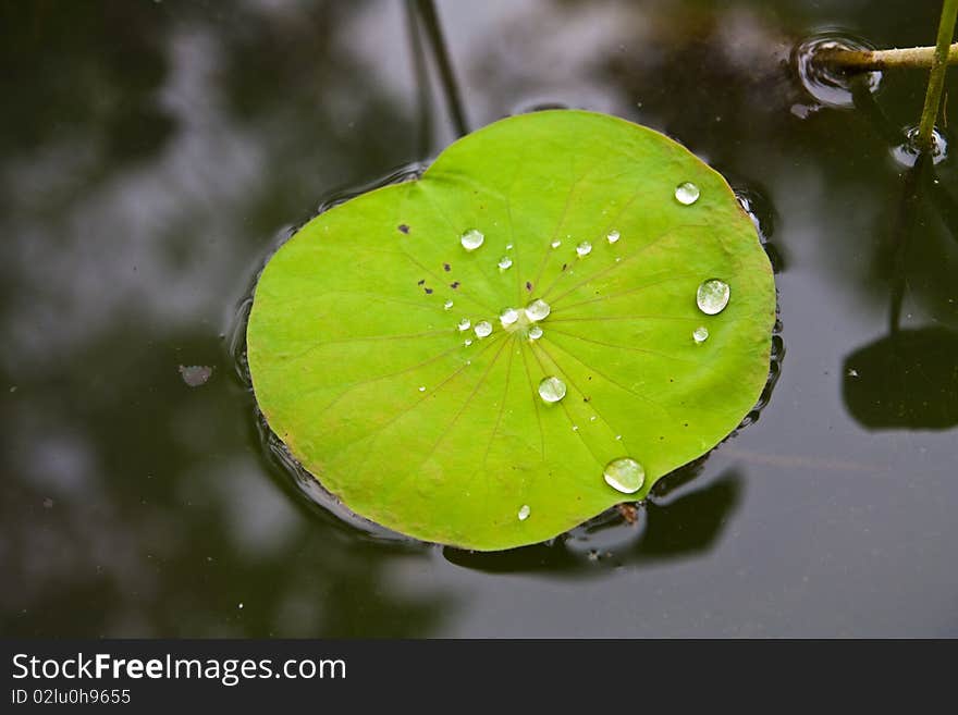 Droppings on lotus flower at a buddhist temple. Droppings on lotus flower at a buddhist temple