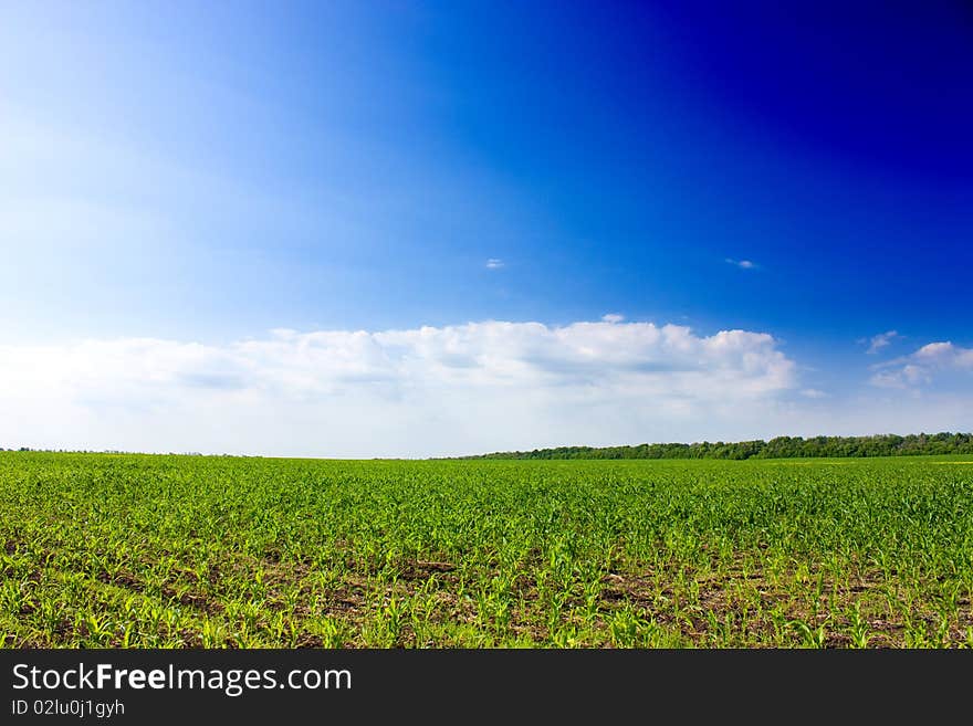 Summer landscape in contrasting colors