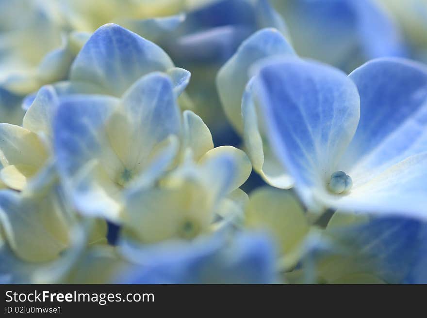 Pale Blued Hydrangea is blooming at Koiwa, Japan