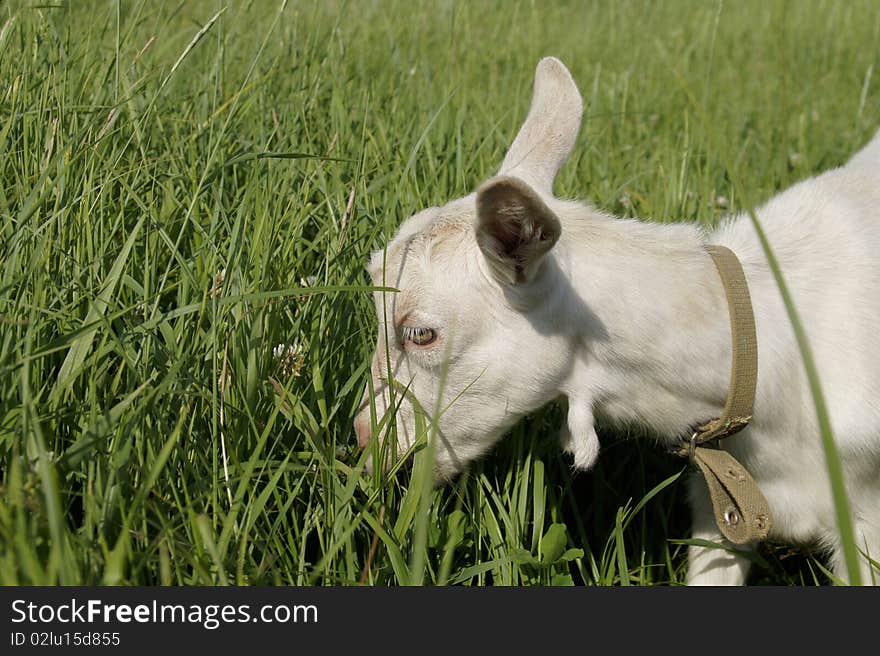 Head of a kid, he nibbles the grass. Head of a kid, he nibbles the grass