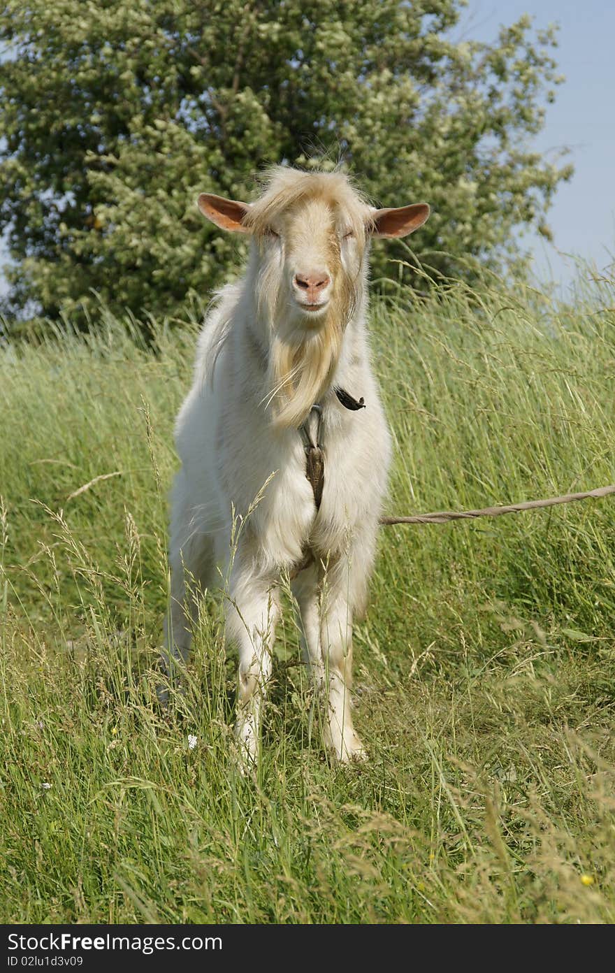 Adult goats on the meadow looks in the camera