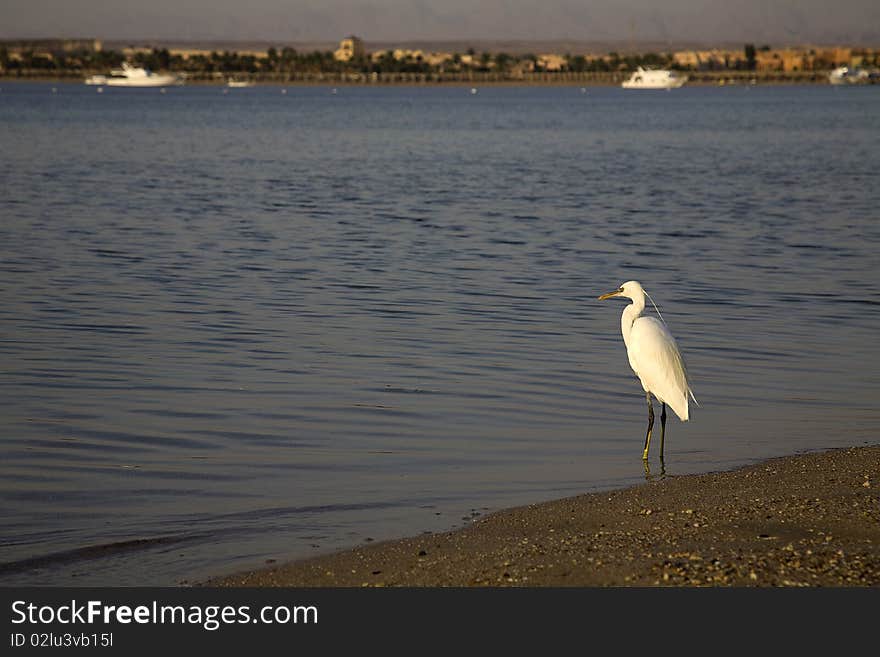 Ibis caught on an Egyptian shore.