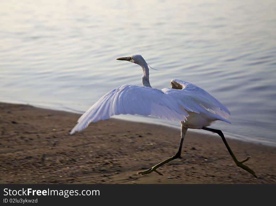 Ibis caught on an egyptian shore.