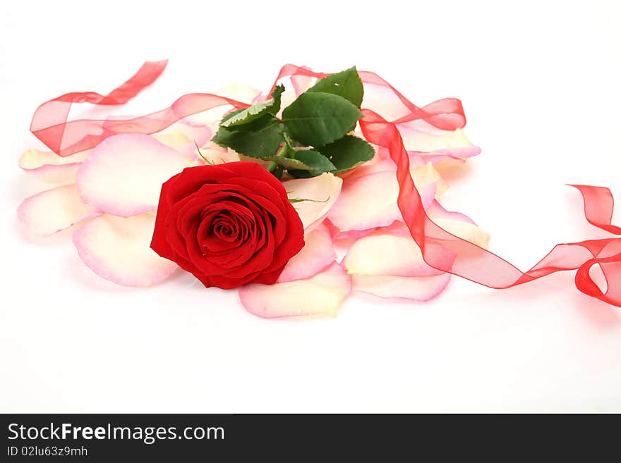 Rose and tape on a white background