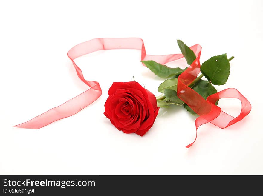 Rose And Tape