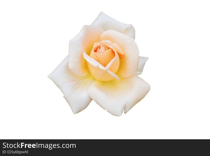 Delicate rose isolated on white background