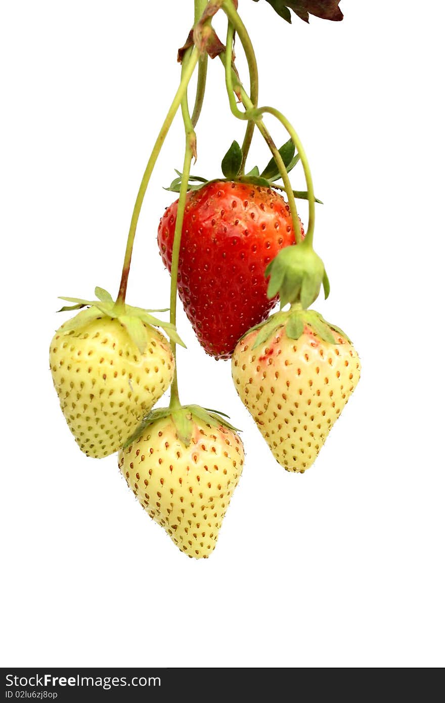 Strawberries