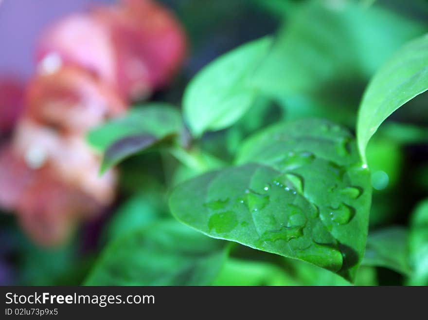 water on leaf