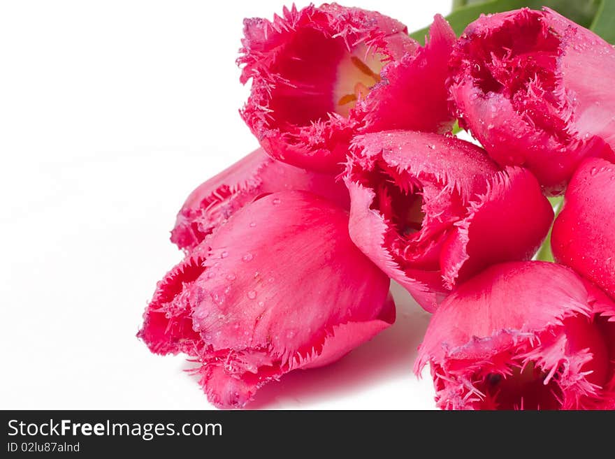 Velvet tulip on a white background (selective focus)