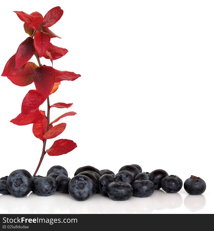 Blueberry fruit with leaf sprig in the colours of autumn, isolated over white background with copy space.