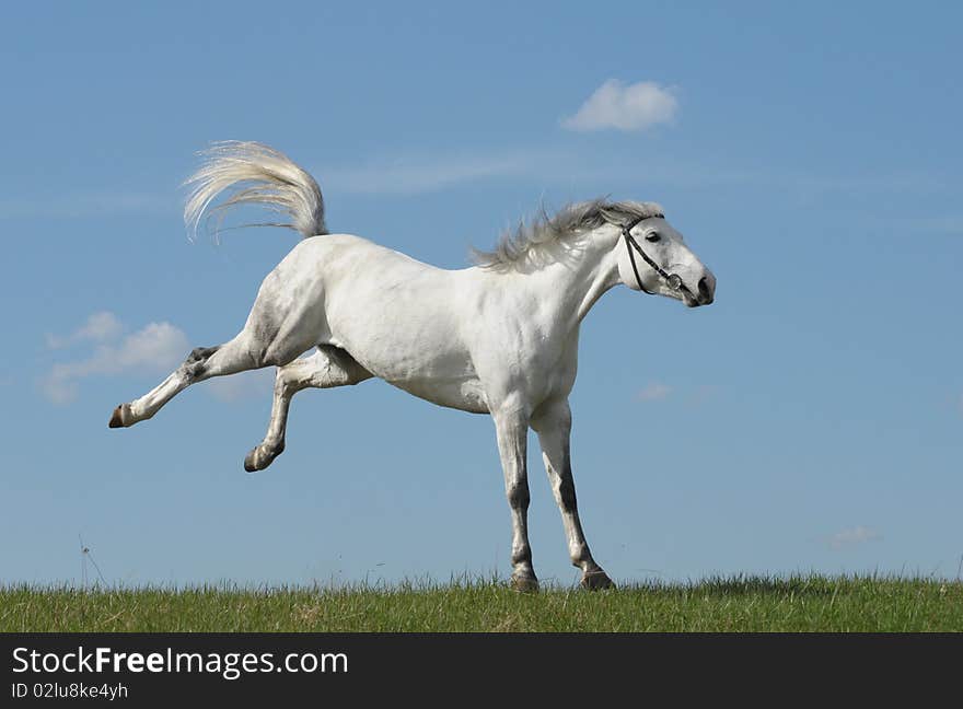 Grey Horse Playing On Grass