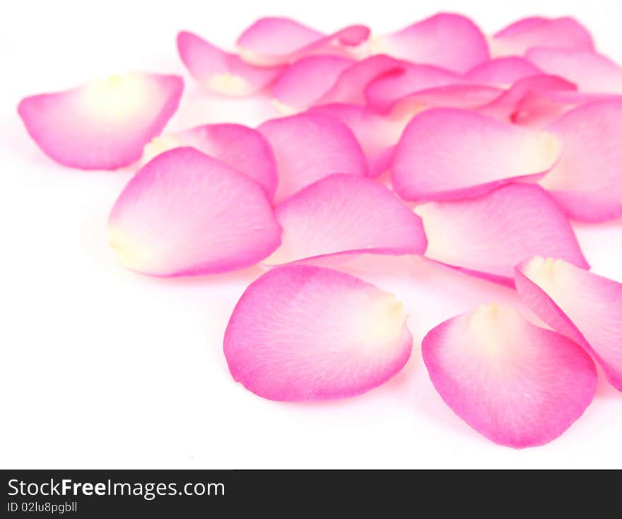 Petals of roses on a white background