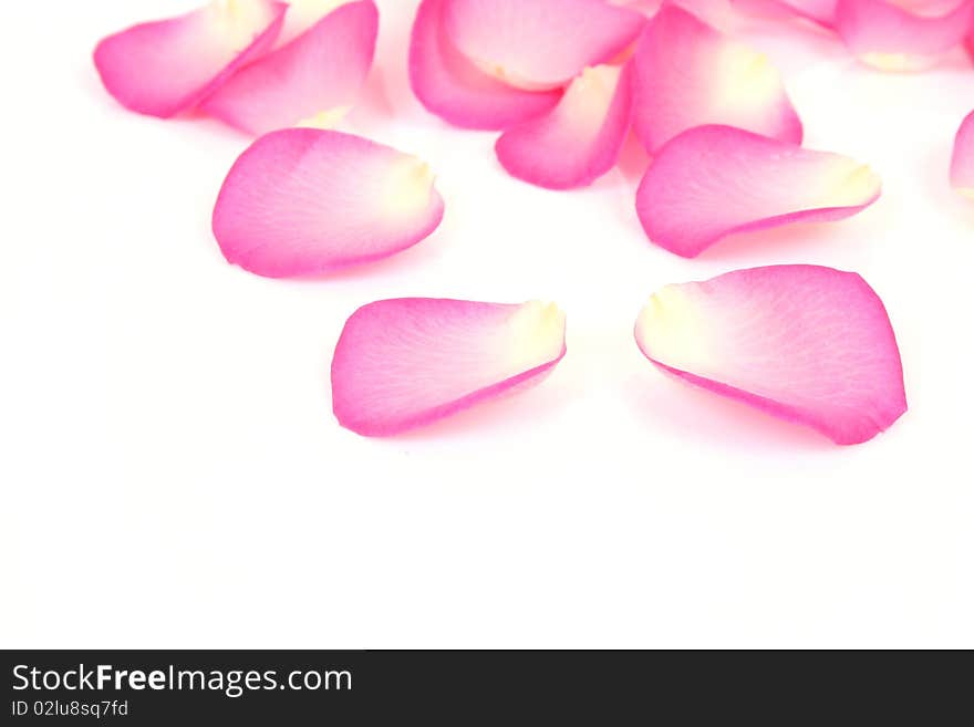 Petals of roses on a white background