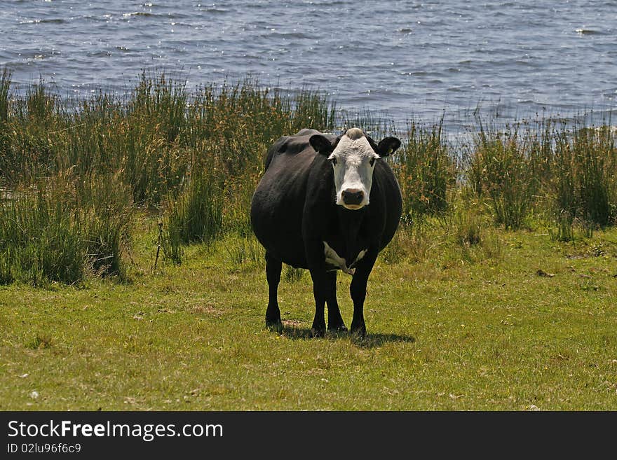 Black cow with white face at the Colliford lake, Cornwall, England, Europe