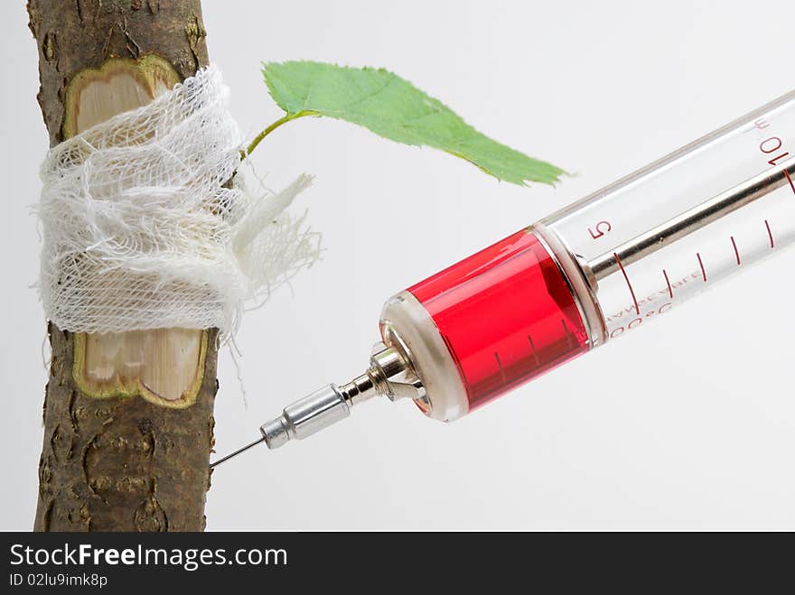 Close Up Of Tree Vaccination