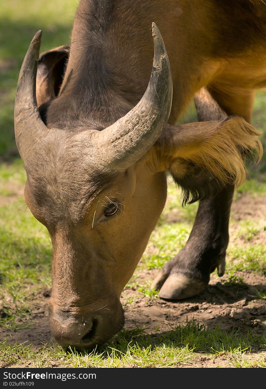 A Congo Buffalo grazing in the sun