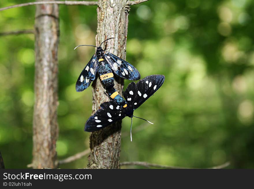 Love the butterflies.