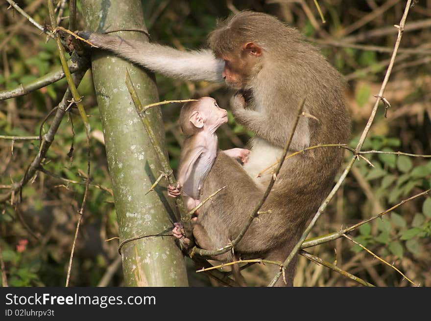 Mother and Baby Monkey