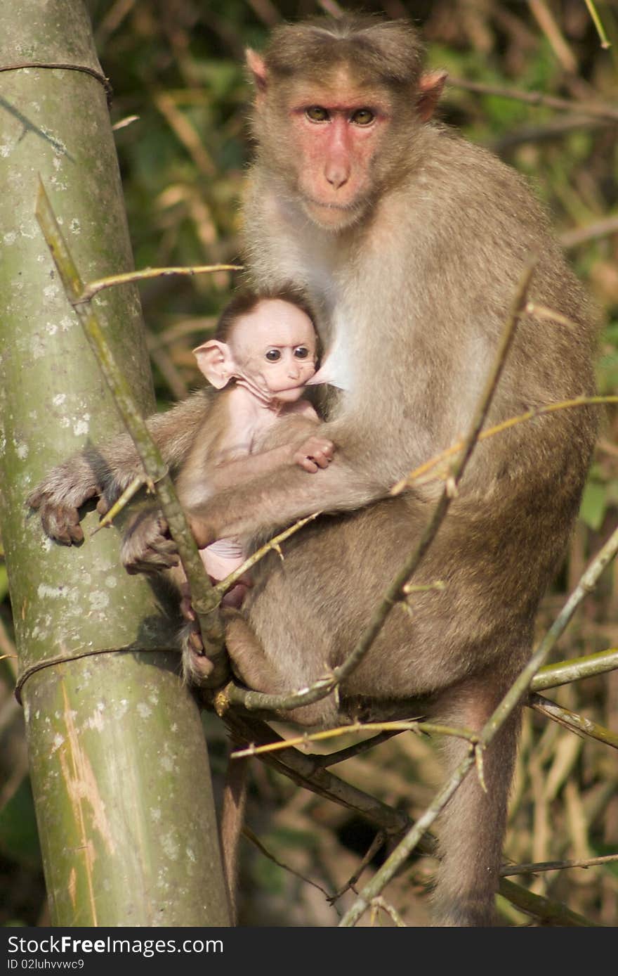 Mother and Baby Monkey 2