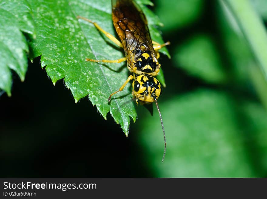 Flying insect