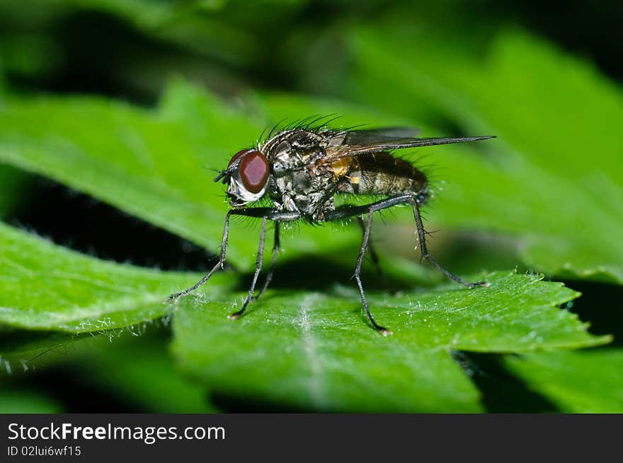 Fly sitting on a green leaf