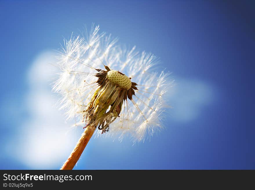 Dandelion on a background of the dark blue sky