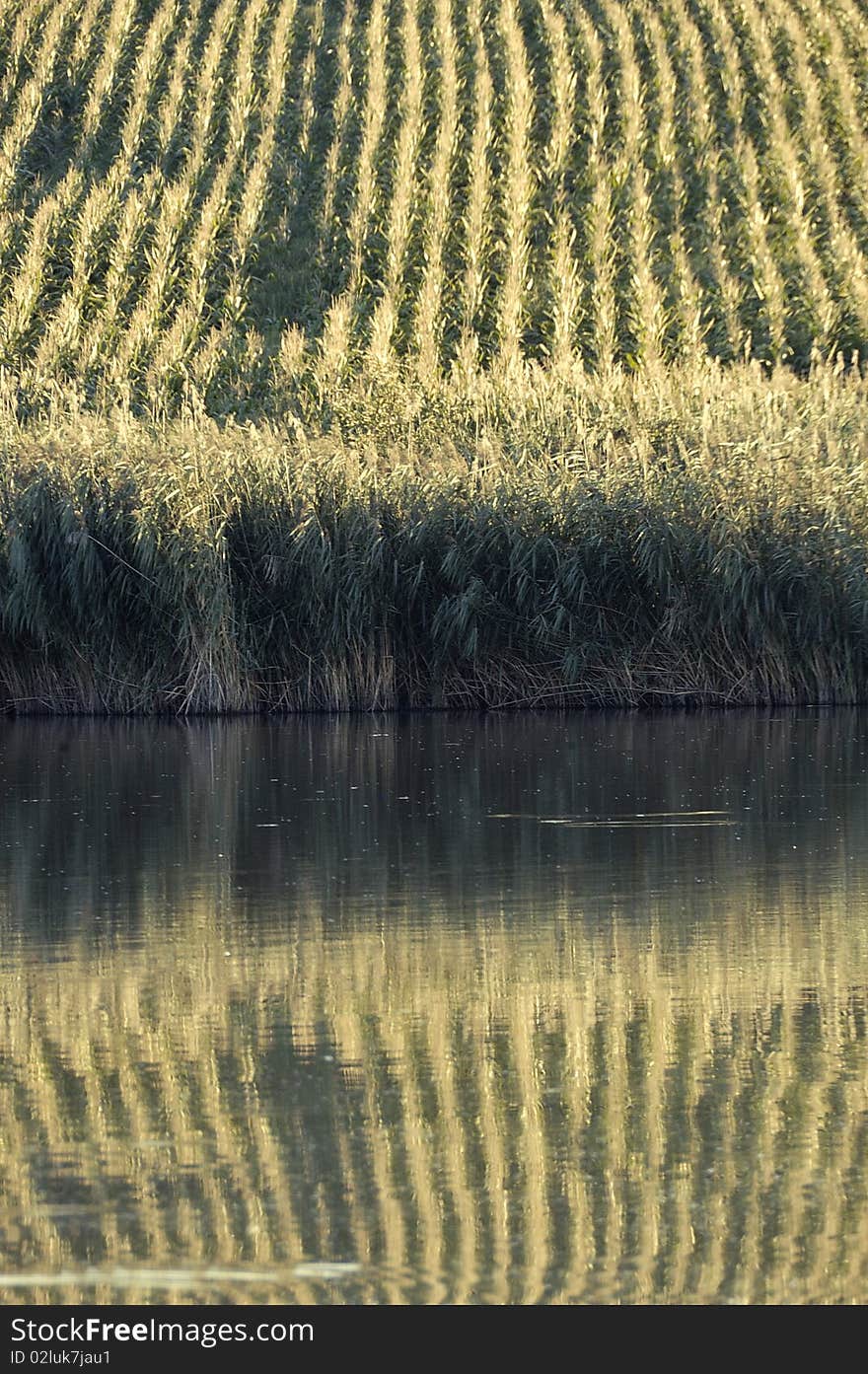 Corn field