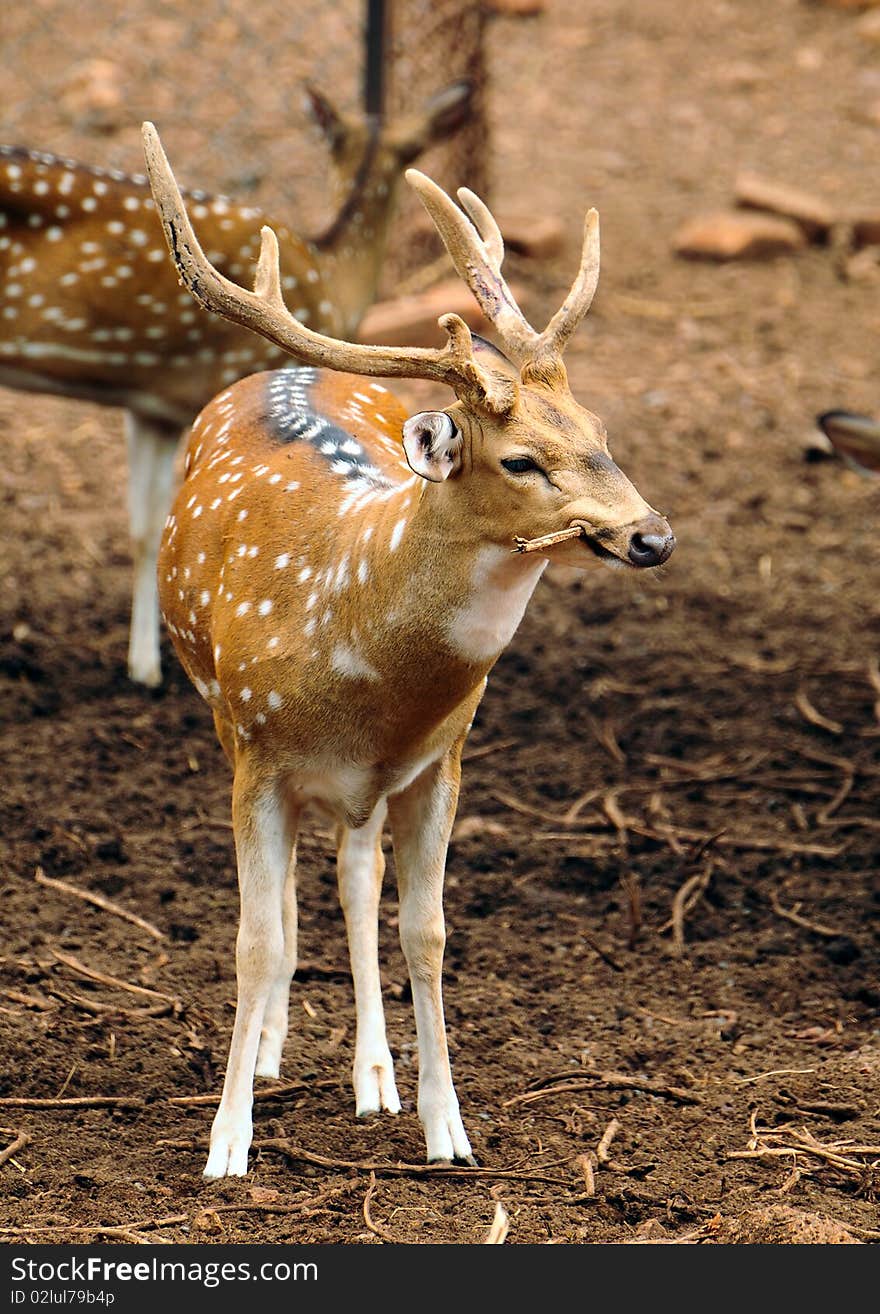 Indian male spotted deer chewing on branch. Indian male spotted deer chewing on branch