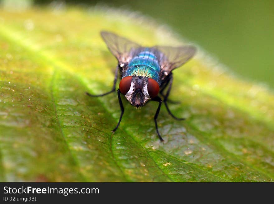 Fly On A Leaf Macro