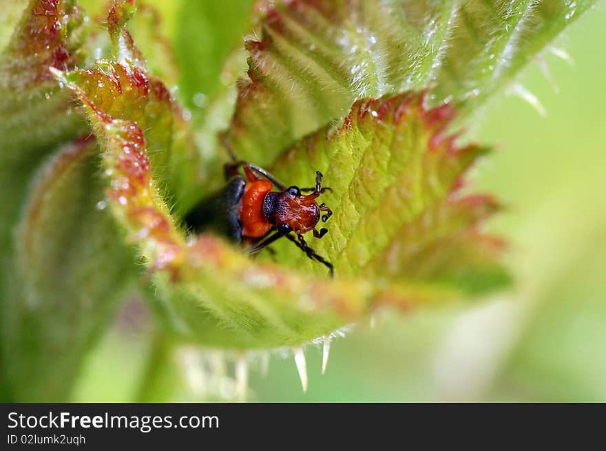 Good Morning Beetle