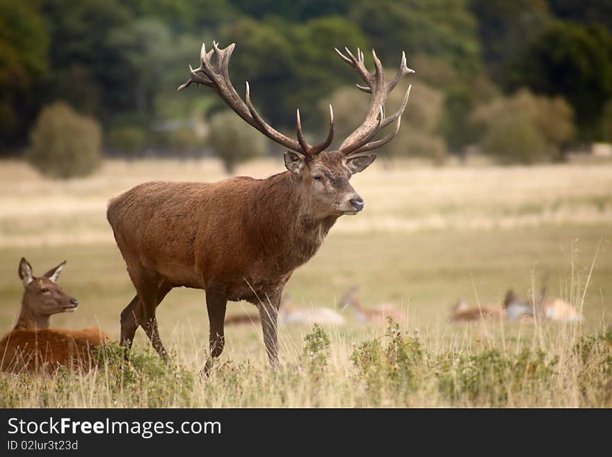 Herd of royal deer on autumn meadow. Herd of royal deer on autumn meadow