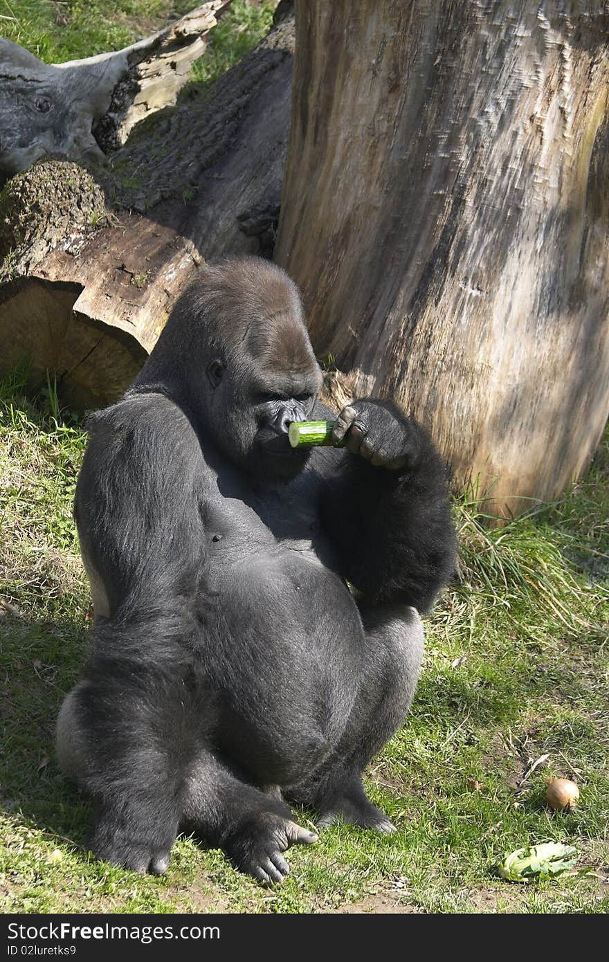 Big gorilla smelling a cucumber