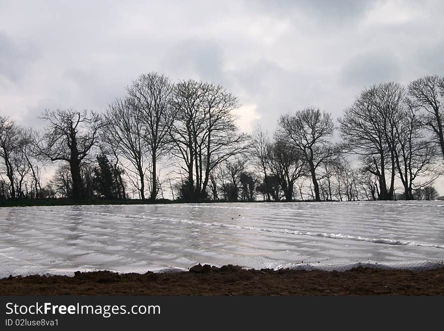 Field covered by film at spring